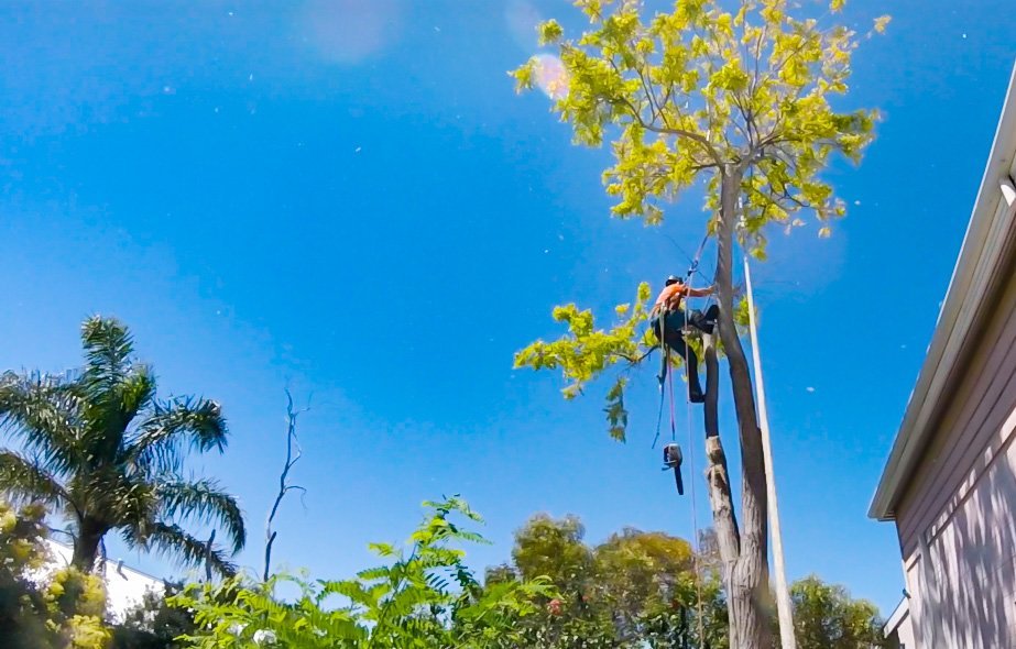tree lopping Hornsby