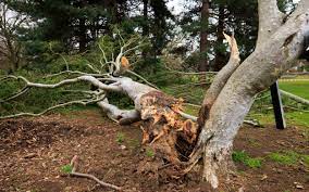 fallen tree removal Geelong